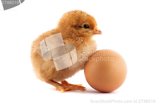 Image of The yellow small chicks with an egg