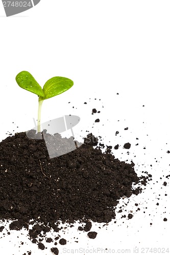 Image of Heap dirt with a green plant sprout isolated