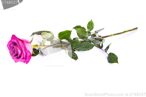 Image of One fresh pink rose  over white background