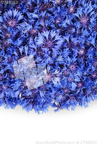 Image of Beautiful spring flowers blue cornflower on background