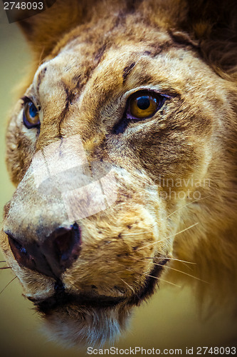 Image of Stuffed lion in a museum