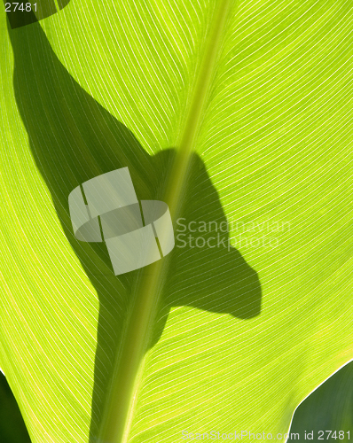 Image of Green leaves IV