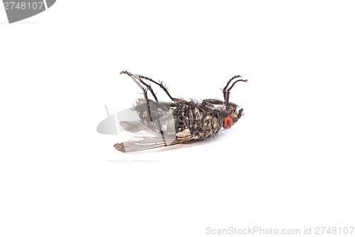 Image of Fly isolated on white. Macro shot of a dead housefly