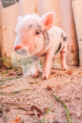 Image of Close-up of a cute muddy piglet running around outdoors on the f