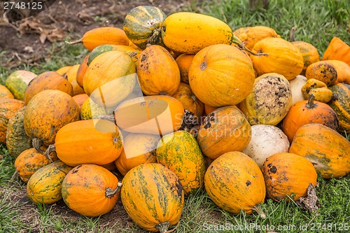 Image of Pumpkins in pumpkin patch waiting to be sold