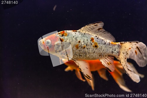 Image of Ttropical freshwater aquarium with goldfishes