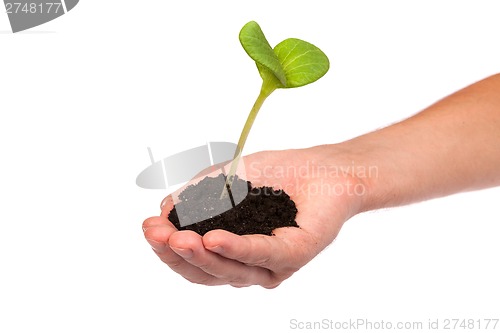 Image of Male hand hold a small sprout and an earth handful