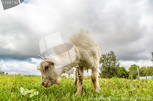 Image of Portrait of a funny goat looking to a camera over blue sky backg