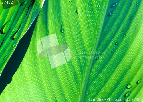 Image of Green leaves V