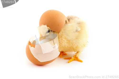 Image of The yellow small chicks with an egg