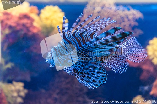 Image of Close up view of a venomous Red lionfish