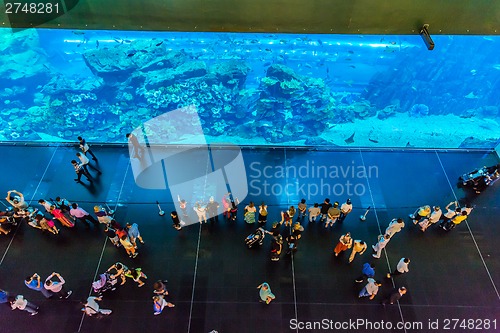 Image of Largest aquarium of the world in Dubai Mall