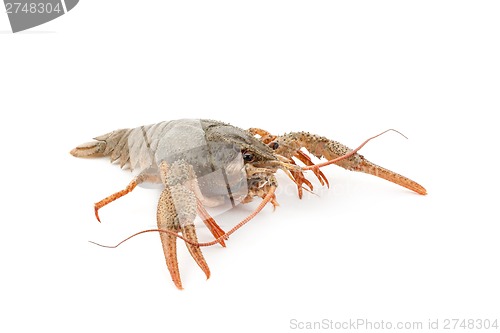 Image of River raw crayfish