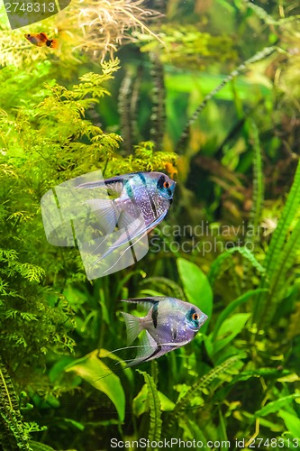 Image of Freshwater aquarium with fish pterophyllum scalare