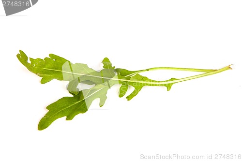 Image of Arugula/rucola  fresh heap leaf on white