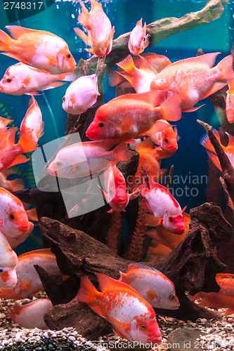 Image of Ttropical freshwater aquarium with fishes