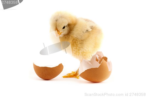 Image of The yellow small chicks with an egg