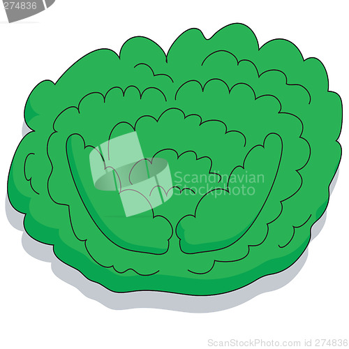 Image of Cabbage