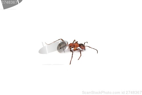 Image of Ant isolated on white background