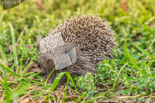 Image of Wild Hedgehog is looking for a food