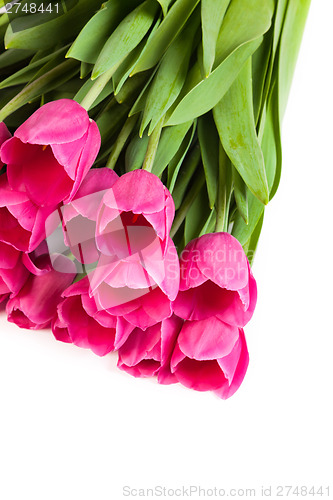 Image of Bunch of tulips on a white