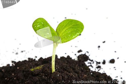 Image of Heap dirt with a green plant sprout isolated