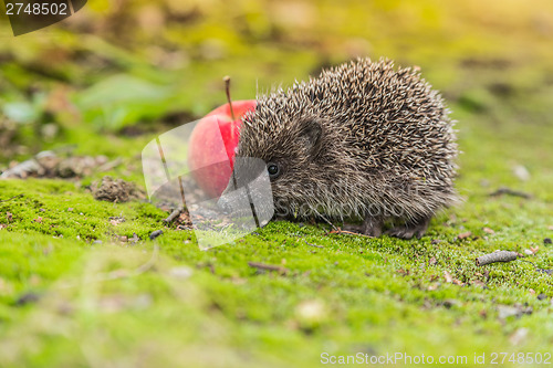 Image of Wild Hedgehog is looking for a food