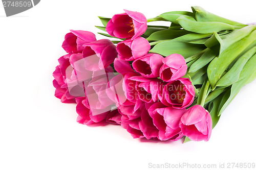 Image of Bunch of tulips on a white