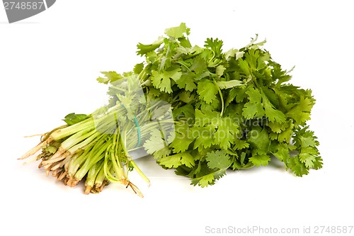 Image of Parsley tied in a bunch with twine isolated