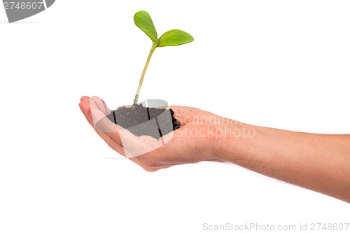 Image of Male hand hold a small sprout and an earth handful