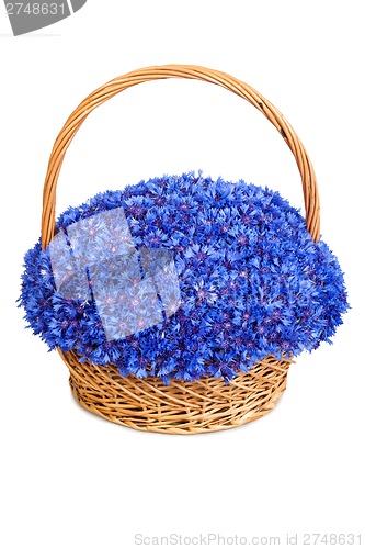 Image of Beautiful blue cornflowers in a basket