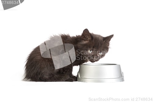 Image of Black kitten drinks milk, on a white background