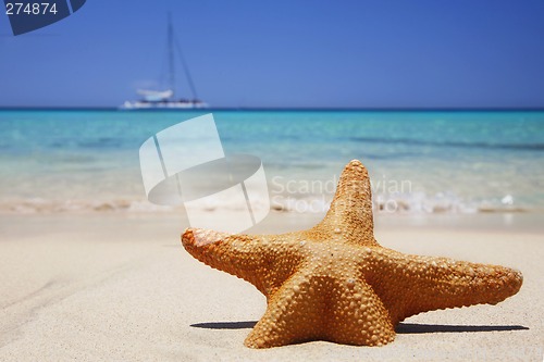 Image of Beach Starfish