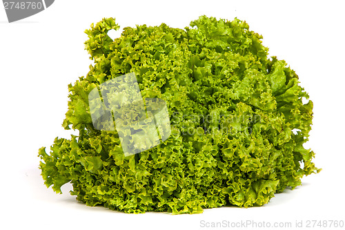 Image of Fresh Green Lettuce isolated on white