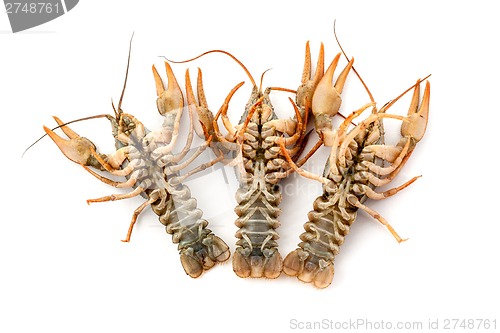 Image of River raw crayfishes