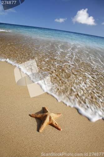 Image of Beach Starfish