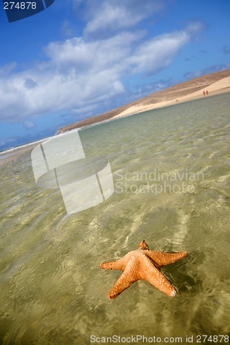 Image of Beach Starfish