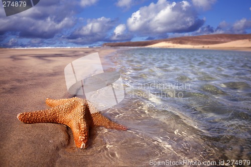 Image of Starfish Floating