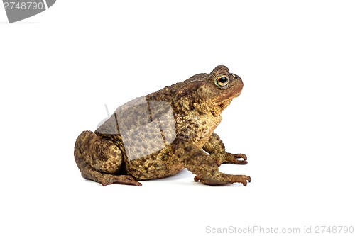 Image of Forest toad. Green frog