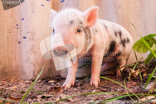 Image of Close-up of a cute muddy piglet running around outdoors on the f