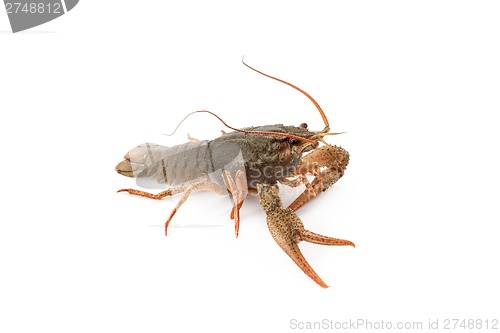 Image of River raw crayfish