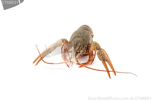 Image of River raw crayfish