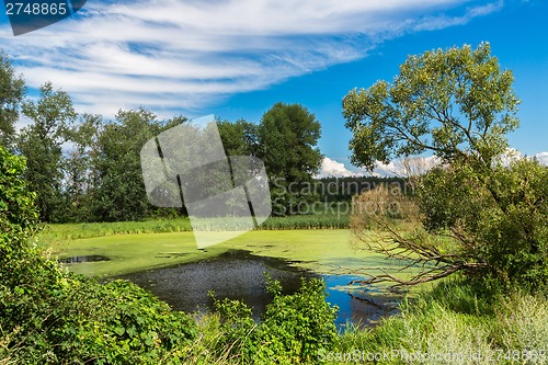 Image of Panorama of summer morning lake