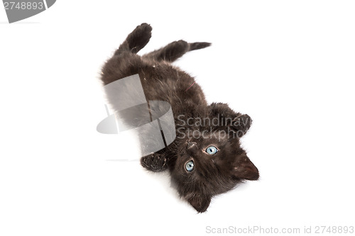 Image of Cute black kitten on  a white background