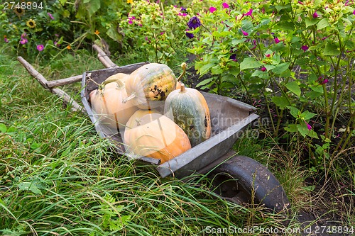 Image of Pumpkins in pumpkin patch waiting to be sold