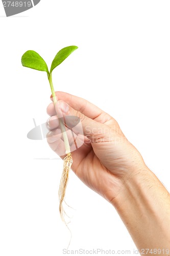 Image of Male hand hold a small sprout and an earth handful