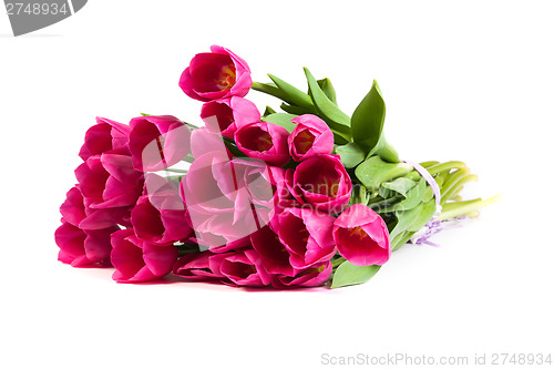 Image of Bunch of tulips on a white