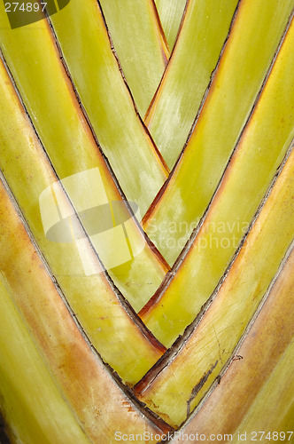 Image of Palm leaf