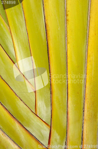 Image of Palm leaf