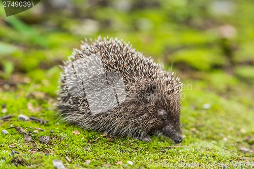 Image of Wild Hedgehog is looking for a food